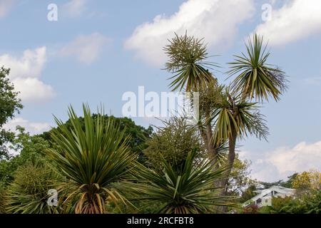 Images de vue incroyable prises de la nature et flore et faune Banque D'Images