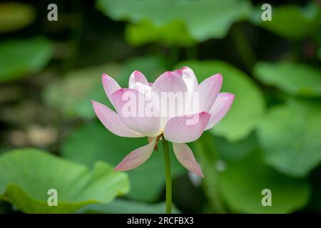 Images de vue incroyable prises de la nature et flore et faune Banque D'Images