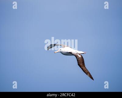 Un adulte errant albatros, Diomedea exulans, en vol dans le passage de Drake, Argentine. Banque D'Images