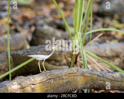 Ponceuse tachetée adulte, Actitis macularius, sur un arbre de l'île d'Iguana, Panama. Banque D'Images