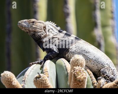 Iguane adulte à queue épineuse, Ctenosaura conspicuosa, se prélasser au soleil, Isla San Esteban, Basse-Californie, Mexique. Banque D'Images