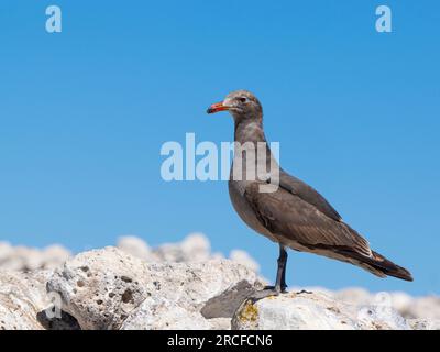 Mouette de Heermann juvénile, Larus heermanni, perchée dans une colonie de reproduction sur Isla Rasa, Basse-Californie, Mexique. Banque D'Images