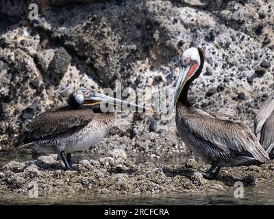 Pélican brun juvénile et adulte, Pelecanus occidentalis, sur Isla San Pedro Martir, Basse-Californie, Mexique. Banque D'Images