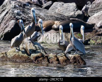 Pélicans bruns adultes, Pelecanus occidentalis, bain de soleil près de Isla San Pedro Martir, Basse Californie, Mexique. Banque D'Images