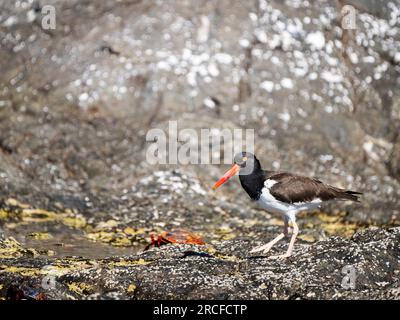 Huissier américain adulte, Haematopus palliatus, fouillant le rivage, Isla Ildefonso, Basse-Californie, Mexique. Banque D'Images