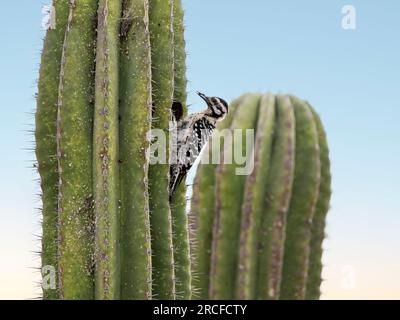 Pic-bois femelle adulte à dos d'échelle, Dryobates scalaris, San Jose del Cabo, Baja California sur, Mexique. Banque D'Images