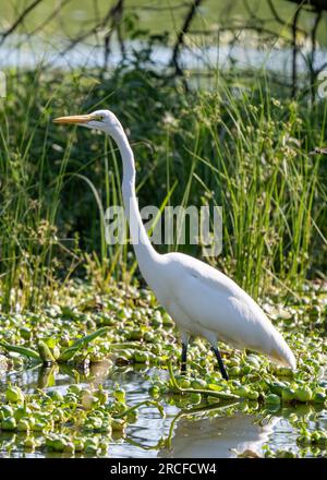 Grande aigrette adulte, Ardea alba, proie harcelante dans un lagon près de San Jose del Cabo, Baja California sur, Mexique. Banque D'Images