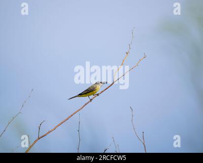 oiseau royal tropical adulte, Tyrannus melancholicus, dans un lagon près de San Jose del Cabo, Baja California sur, Mexique. Banque D'Images