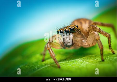 Macro gros plan de l'araignée sauteuse sur une feuille verte Banque D'Images