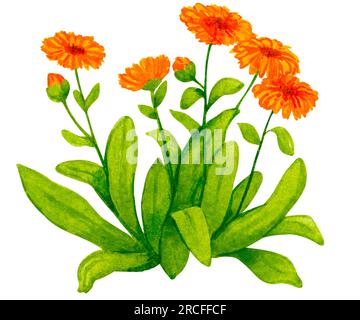 Plante de calendula à fleurs. Composition d'aquarelle sur le thème du jardinage, des semis de printemps, de la culture de fleurs, de la récolte, des produits bio. Banque D'Images