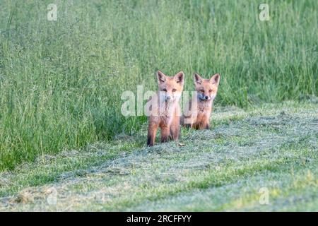 Curieux Red Fox (Vulpes vulpes) kits sautent hors des hautes herbes et regardent la caméra Banque D'Images