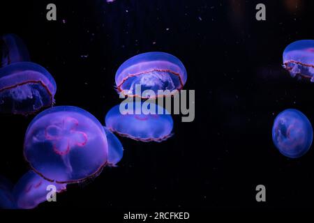 Des photos étonnantes prises à l'Aquarium de Paris Banque D'Images