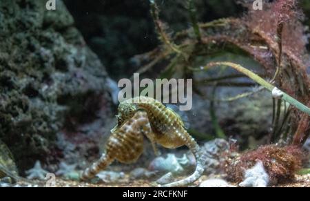 Des photos étonnantes prises à l'Aquarium de Paris Banque D'Images