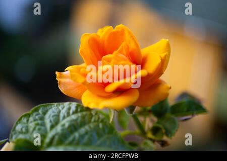 Belle rose jaune dans le jardin Banque D'Images