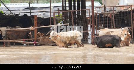 New Delhi, Inde. 13 juillet 2023. New Delhi : les vaches se tiennent dans les eaux de crue dans la capitale indienne de New Delhi le jeudi 13 juillet 2023. Photo Abhishek/UPI crédit : UPI/Alamy Live News Banque D'Images