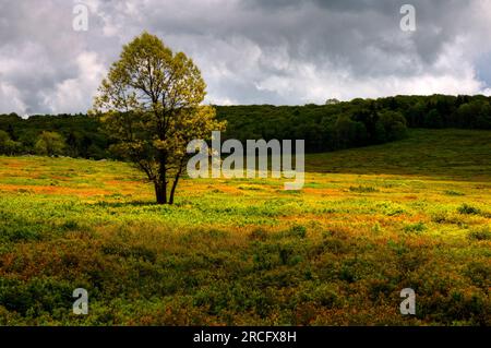 Arbre à Big Meadows, parc national de Shenandoah, Virginie, États-Unis Banque D'Images