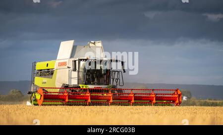 Récolte de l'orge d'hiver avec une moissonneuse-batteuse Claas Lexicon 7500 lors d'une soirée estivale orageuse, Ripon, North Yorkshire, Royaume-Uni. Banque D'Images