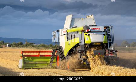 Récolte de l'orge d'hiver avec une moissonneuse-batteuse Claas Lexicon 7500 lors d'une soirée estivale orageuse, Ripon, North Yorkshire, Royaume-Uni. Banque D'Images