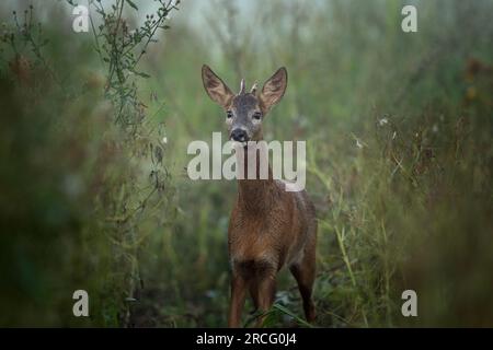 Chevreuil européen, capreolus capreolus, sur le pré. Cerf à la recherche d'une biche. Cerf pendant le temps de l'ornière. Nature européenne. Banque D'Images