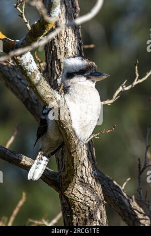 Un kookaburra juvénile riant (dacelo novaeguineae) assis dans un arbre au sud-ouest de Sydney Banque D'Images