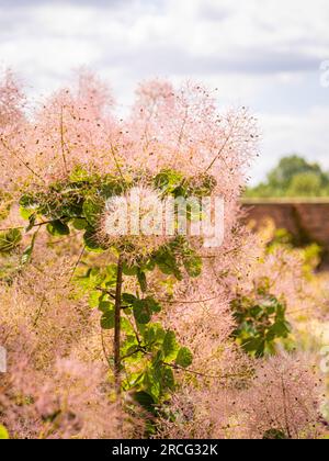 Fleurs roses ressemblant à des nuages de Cotinus coggygria, communément appelées Pink Smokebush. Banque D'Images