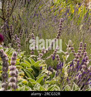 Fleurs rose foncé sur des tiges incurvées de Stachys byzantina et les fleurs violettes de lavande poussant dans un jardin en été. Banque D'Images