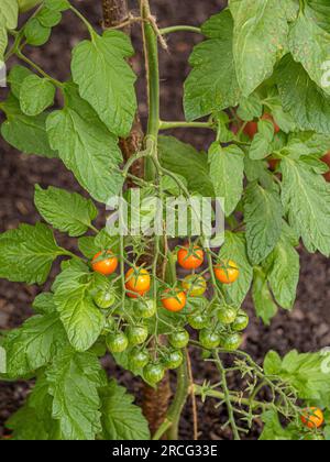 Tomates cerises mûrissant sur la vigne à l'intérieur d'une serre britannique. Banque D'Images