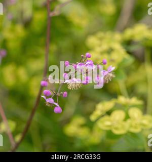 Gros plan des fleurs mauves douces de Thalictrum delavayi, communément appelé rue prairie chinoise poussant dans un jardin. ROYAUME-UNI Banque D'Images