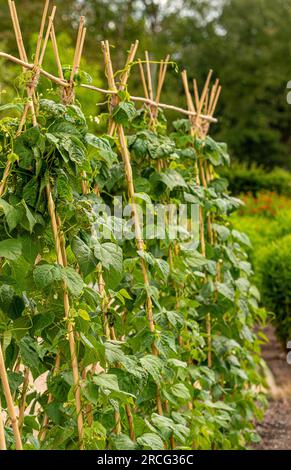 Haricots grimpants grandissant sur un support En A-frame fabriqué à partir de cannes de bambou, dans un jardin britannique. Banque D'Images