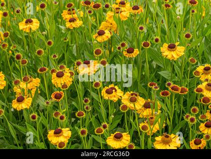 Jaune teinté de fleurs orangées d'Helenium 'El Dorado' communément appelé Sneezeweed, poussant dans un jardin britannique. Banque D'Images