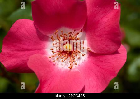 Gros plan du centre d'une fleur rose. Banque D'Images