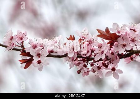 Les fleurs de cerisier rose fleurissent sur une branche. Banque D'Images