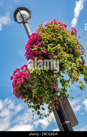 Grands et beaux pots de panier suspendus avec pétunia rose vibrant fleuri, fleurs de surfinia. Paniers de fleurs de pétunia suspendues en plein air sur une rue l Banque D'Images