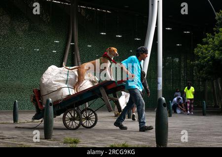 Medellin, Antioquia, Colombie - juin 3 2022 : jeune homme portant de grands sacs de déchets recyclés dans sa brouette avec son chien Banque D'Images