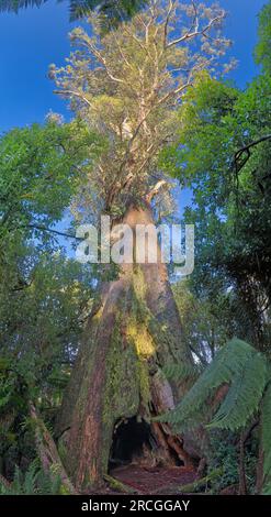 Un arbre Eucalyptus regnans ancien appelé Blue tiers Giant, l'arbre le plus large en Australie, près de Weldborough, Tasmanie, Australie Banque D'Images