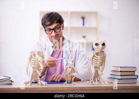 Un jeune paléontologue examine des animaux anciens en laboratoire Banque D'Images