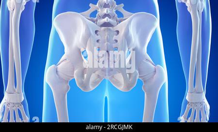 OS et ligaments de la hanche postérieure, illustration Banque D'Images