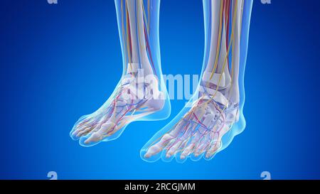 Anatomie des pieds, illustration Banque D'Images