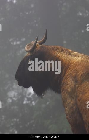 mishmi takin (budorcas taxicolor taxicolor), espèce très menacée et antilope chèvre trouvée dans la forêt de haute altitude de l'himalaya en inde Banque D'Images