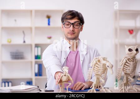 Un jeune paléontologue examine des animaux anciens en laboratoire Banque D'Images