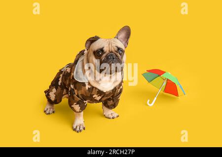 Mignon bulldog français dans des vêtements pour animaux de compagnie avec parapluie jouet sur fond jaune Banque D'Images