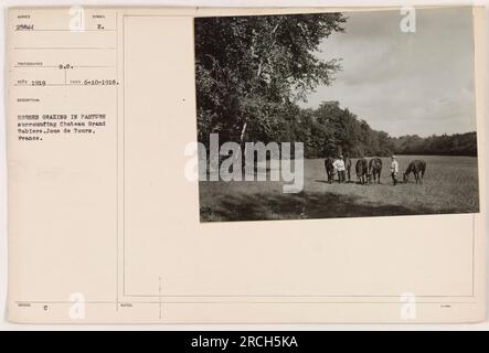 Chevaux pâturant dans les pâturages autour de Château Grand Rabière à joue de Tours, France. Photo prise le 10 juin 1918. Photographié par ECD en 1919. Image numéro 25844 de la collection « photographies des activités militaires américaines pendant la première Guerre mondiale ». Banque D'Images