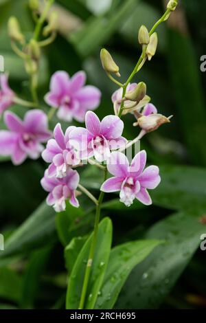 Dendrobium sa-Nook. Fleurs d'orchidées Banque D'Images