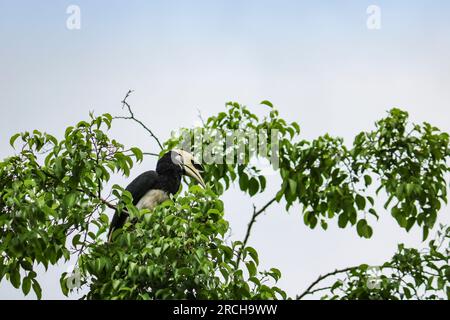 Le bec de cheval oriental (Anthracoceros albirostris) repose sur un arbre. Focalisation sélective sur l'oiseau. Banque D'Images