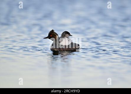 Grebe aux oreilles avec des poussins - Podiceps nigricollis Banque D'Images