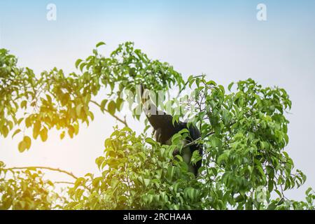 Le bec de cheval oriental (Anthracoceros albirostris) repose sur un arbre. Mise au point sélective Banque D'Images