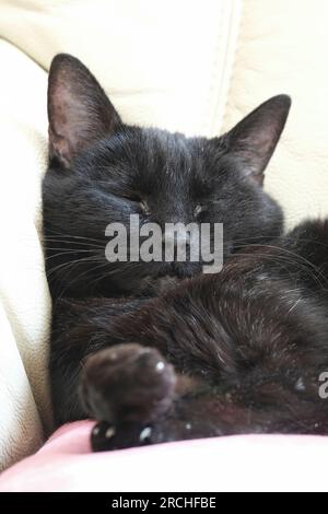 Petit chat tout noir endormi rapidement sur le canapé avec l'illusion de donner le majeur Banque D'Images