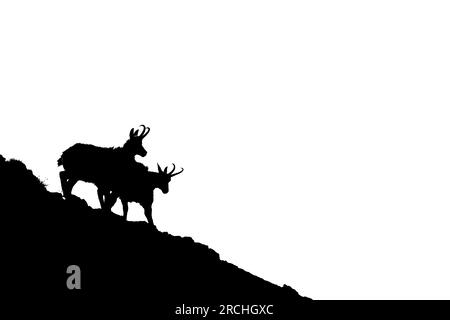 Les Tatra Chamois, Rupicapra rupicapra tatrica. Silhouette sombre d'un chamois et d'une falaise rocheuse dans un fond blanc avec un espace de copie. Le mont Tatra Banque D'Images