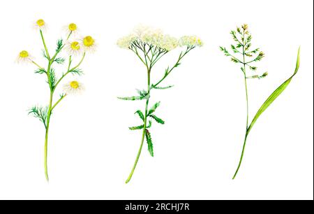 Ensemble jaune et vert de fleurs sauvages des prairies - yarrow, camomille et bluegrass dessinés à la main. Aquarelle florale illustration naturelle de plantes délicates Banque D'Images