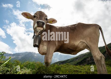 Agriculture alpine - radons, Suisse Banque D'Images